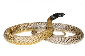 Real image of  Inland Taipan