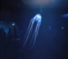  Box Jellyfish